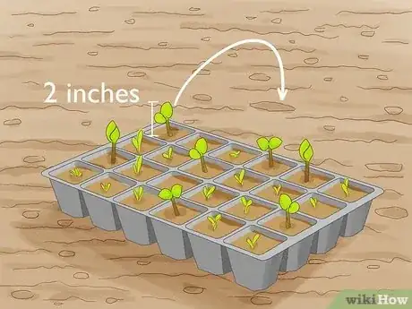 Image titled Potatoes from Seed Step 10