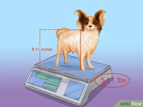 Image titled Identify a Papillon Step 4