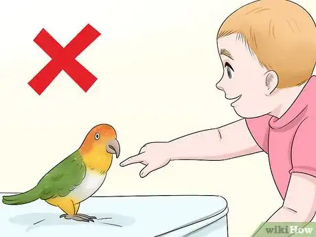 Image titled Know if a Caique Parrot Is Right for You Step 4