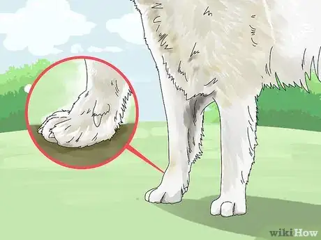 Image titled Identify a Great Pyrenees Step 6