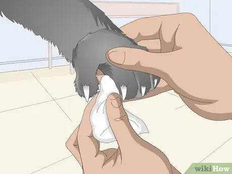 Image titled Clean Your Cat's Feet Step 4