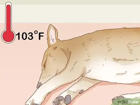 Image titled Help Your Dog Through a Stroke Step 11