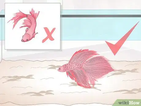 Image titled Train Your Betta Fish Step 2