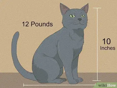Image titled Identify a Russian Blue Step 6