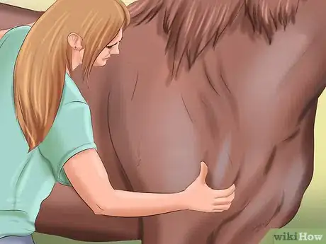 Image titled Get Your Horse to Trust and Respect You Step 3