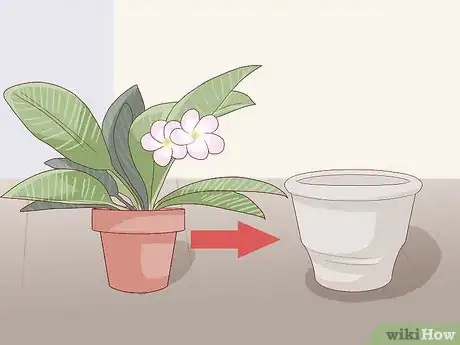 Image titled Grow a Plumeria Step 18