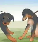 Care for a Rottweiler Puppy