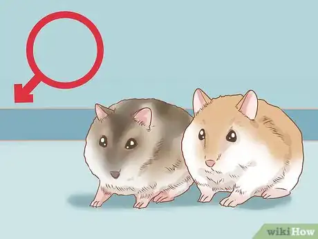 Image titled Introduce Two Dwarf Hamsters Step 1