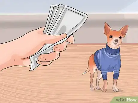 Image titled Take Care of a Teacup Chihuahua Step 7