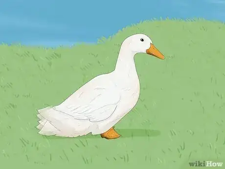 Image titled Why Do Ducks Wag Their Tails Step 8