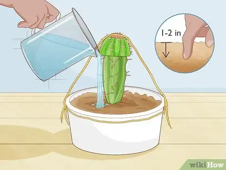 Image titled Propagate a Cactus Step 24