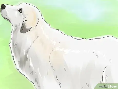Image titled Identify a Great Pyrenees Step 9