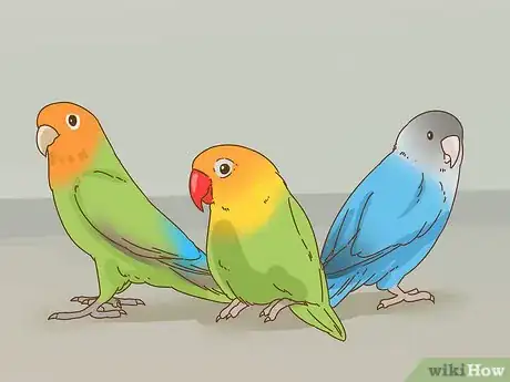 Image titled Keep a Lovebird As a Pet Step 2