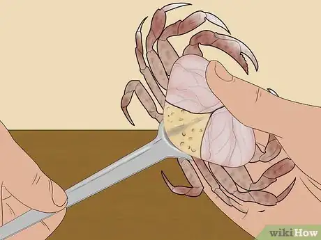 Image titled Eat Dungeness Crab Step 11