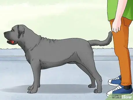 Image titled Identify a Mastiff Step 14