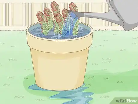 Image titled Grow Succulents Outdoors Step 12