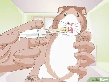 Image titled Treat Gastrointestinal Problems in Guinea Pigs Step 9