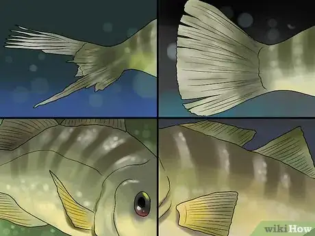 Image titled Keep Bass and Other American Gamefish in Your Home Aquarium Step 11