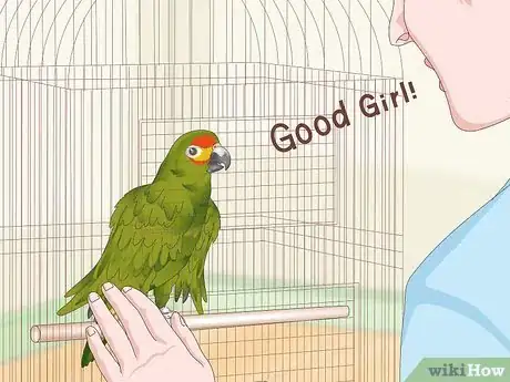 Image titled Teach Parrots to Talk Step 16