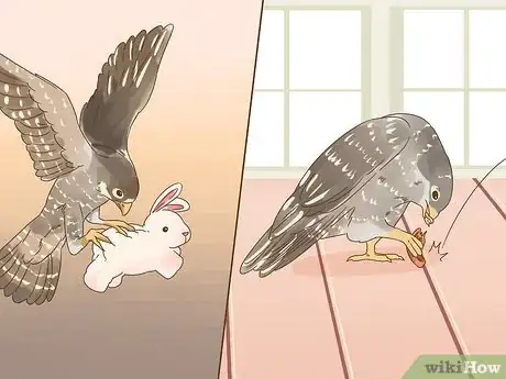 Image titled Train Your First Falcon Step 8