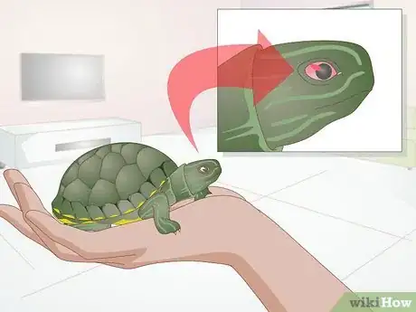 Image titled Apply Medication to a Turtle's Eyes Step 8