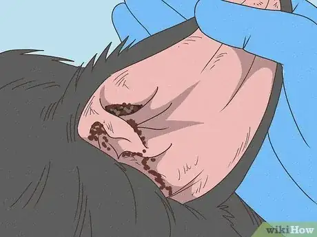 Image titled Treat Aural Hematomas in Dogs Step 5
