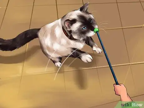 Image titled Identify a Ragdoll Cat Step 5