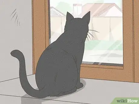 Image titled Identify a Bombay Cat Step 10