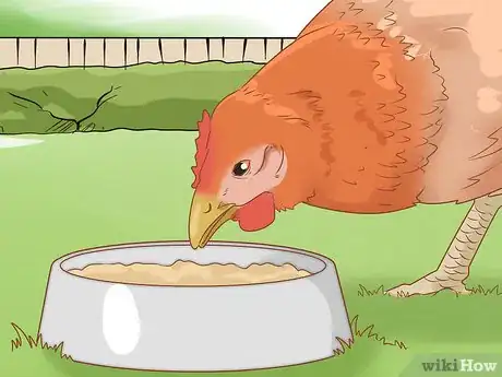 Image titled Cure a Chicken from Egg Bound Step 1