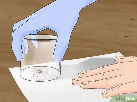 Image titled Get Rid of Wolf Spiders Step 17