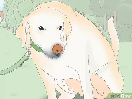 Image titled Make Sure That Your Dog Is Okay After Giving Birth Step 4