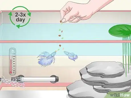 Image titled Care for a Crowntail Betta Fish Step 9