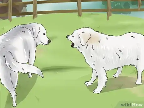 Image titled Identify a Great Pyrenees Step 15