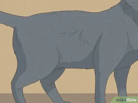 Image titled Identify a Russian Blue Step 1