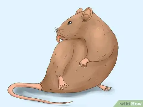 Image titled Get Rid of Tropical Rat Mites on Pet Rats Step 1Bullet3