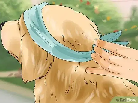 Image titled Teach Your Dog to Play Shy Step 4