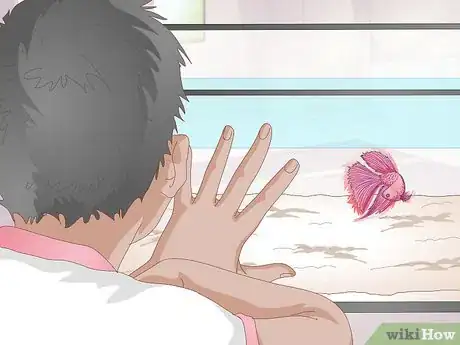 Image titled Train Your Betta Fish Step 1