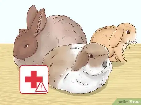 Image titled Choose a Rabbit Breed Step 7