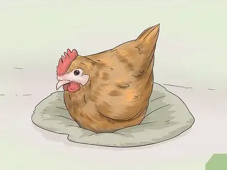 Image titled Determine the Sex of a Chicken Step 10