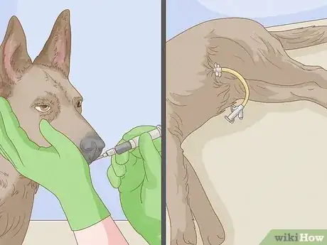 Image titled Get a Dog to Eat Step 9