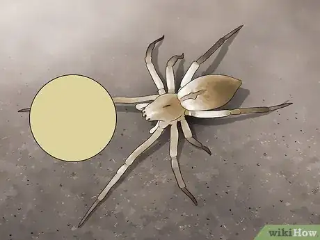 Image titled Identify a Yellow Sac Spider Step 5