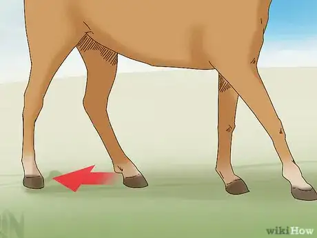 Image titled Teach Your Horse to Back up from the Ground Step 7