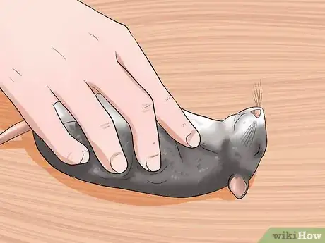 Image titled Care for a Pregnant Pet Rat Step 12