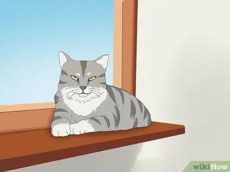Image titled Get Your Cat to Know and Love You Step 2