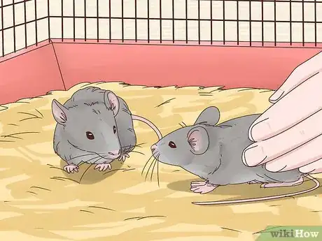 Image titled Keep Multiple Pet Mice Step 4