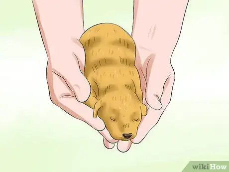Image titled Determine the Sex of Puppies Step 1