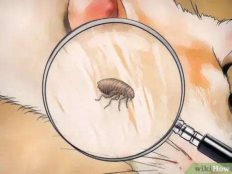 Image titled Get Rid of Fleas on Rats Step 2