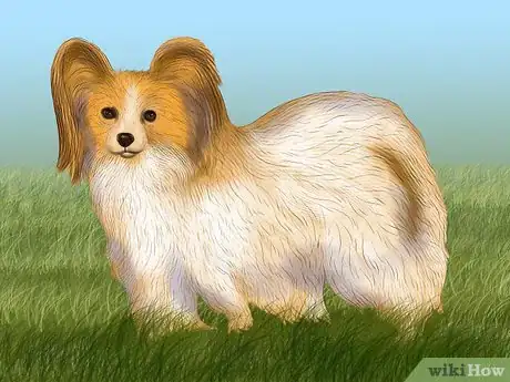 Image titled Identify a Papillon Step 5
