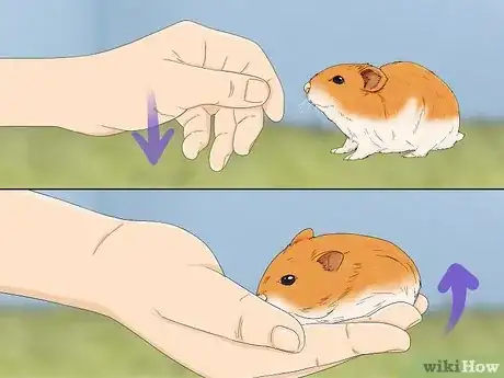 Image titled Train Your Hamster Step 2