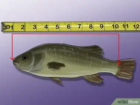 Image titled Measure Fish Step 6
